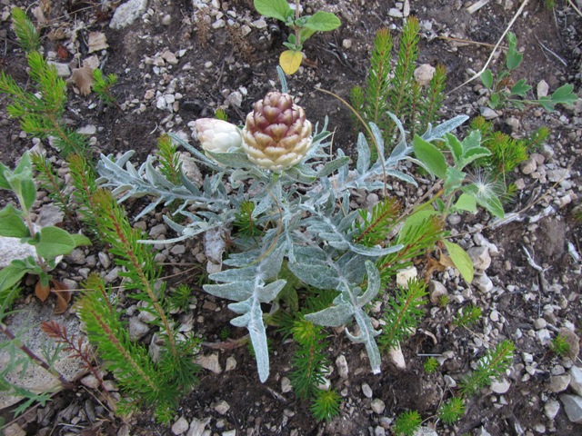 Rhaponticum coniferum / Fiordaliso ovoide